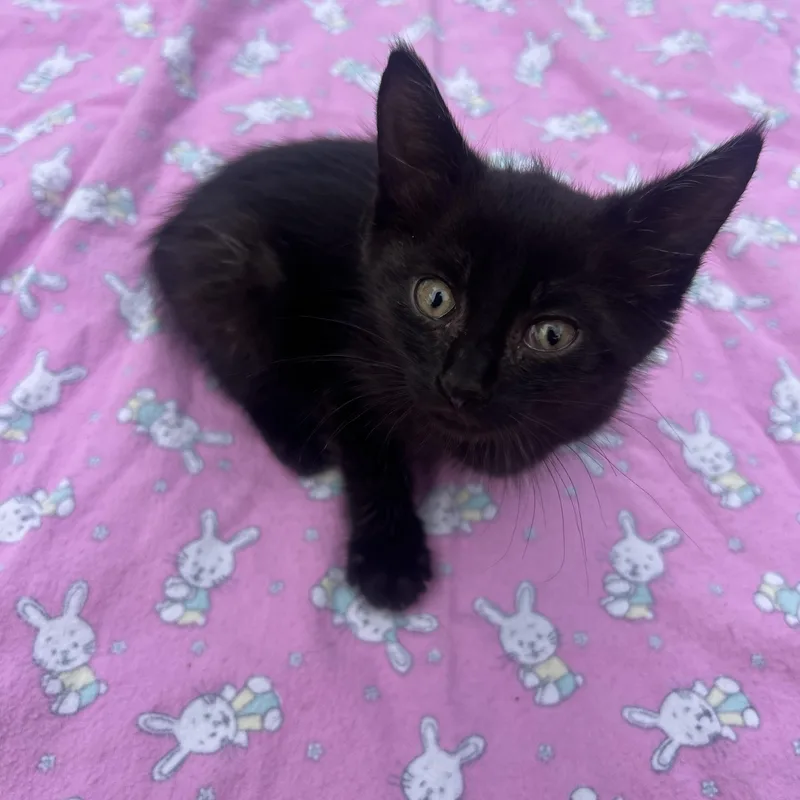 A baby small-sized female Black Domestic Short Hair cat named Ember for adoption in GALESVILLE, WI