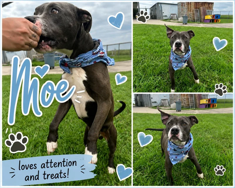 Moe