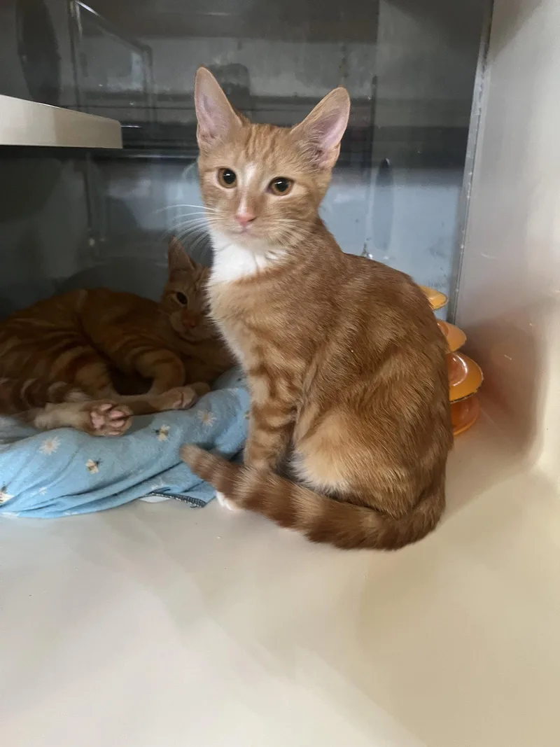 A baby medium-sized female Orange & White Domestic Short Hair cat named Sundance for adoption in Hammond, LA