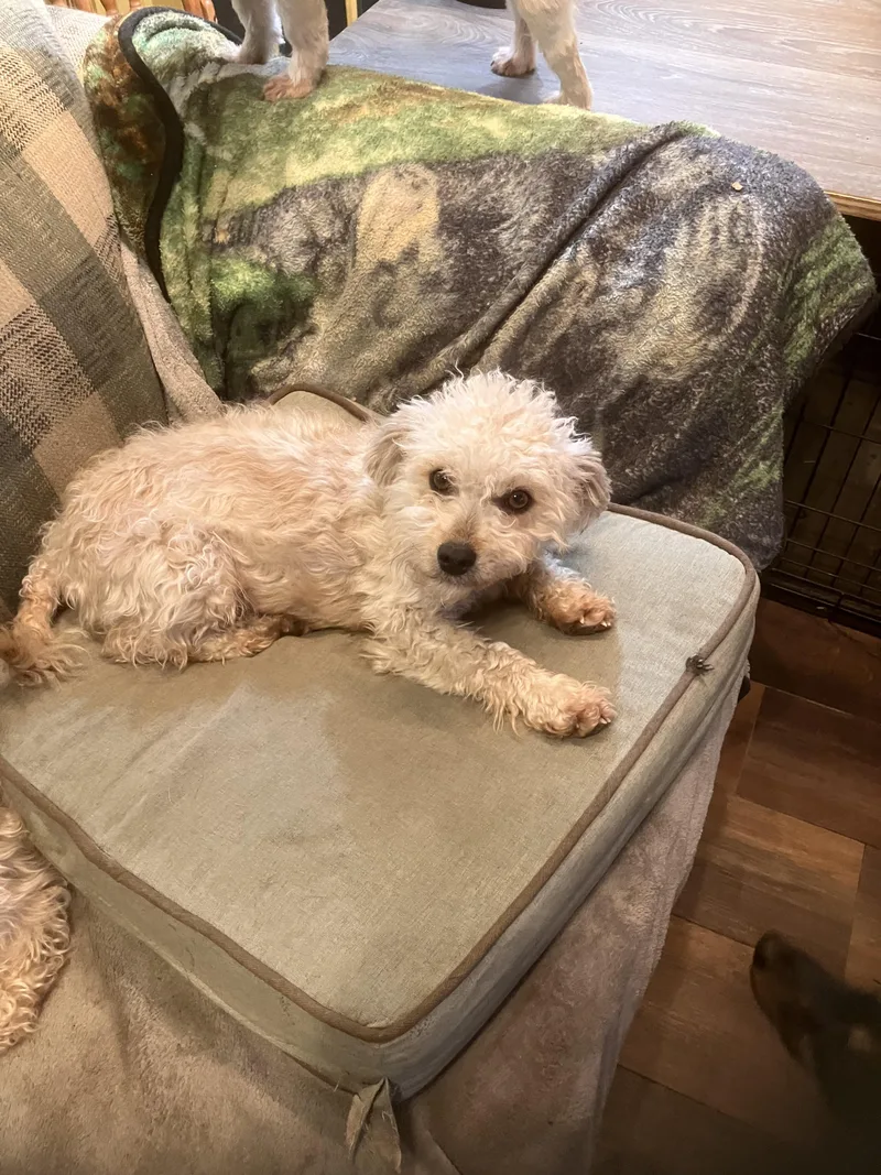 An adult small-sized female Miniature Poodle dog named Pearl for adoption in West Richland, WA