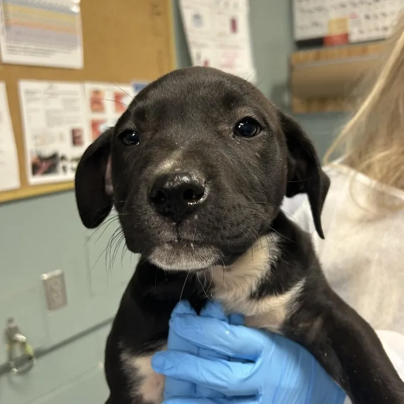 A baby small-sized male Black Mixed Breed dog named Yancey for adoption in Greenville, SC