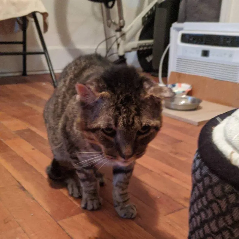 An adult medium-sized male Gray / Blue / Silver Domestic Short Hair cat named Bolo for adoption in Brooklyn, NY