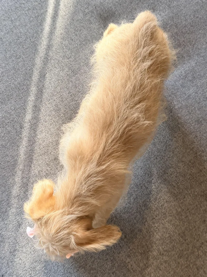 A baby small-sized female Miniature Poodle dog named Hanna for adoption in Ephrata, WA