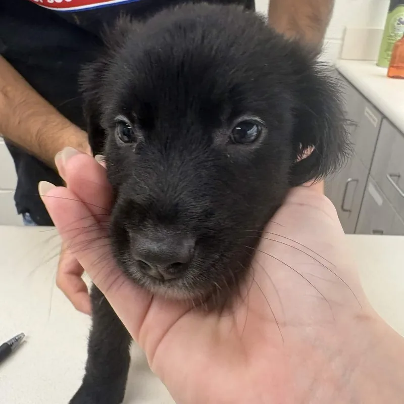 A baby small-sized male Labrador Retriever dog named Mordecai for adoption in Beaumont, TX