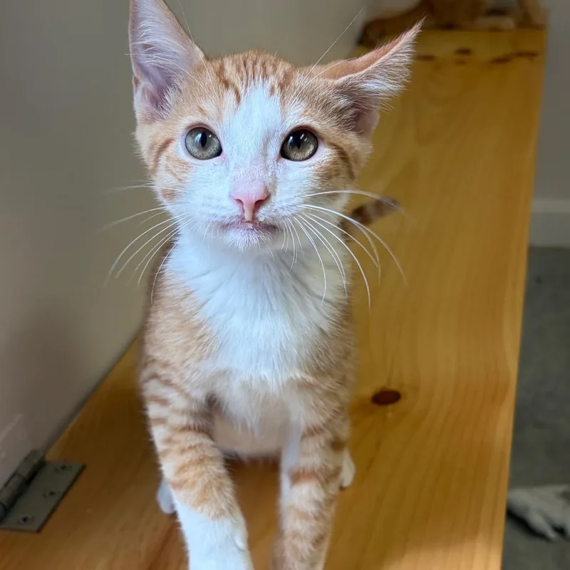 A baby small-sized male Domestic Short Hair cat named Ginger Snap for adoption in Morrisville, VT
