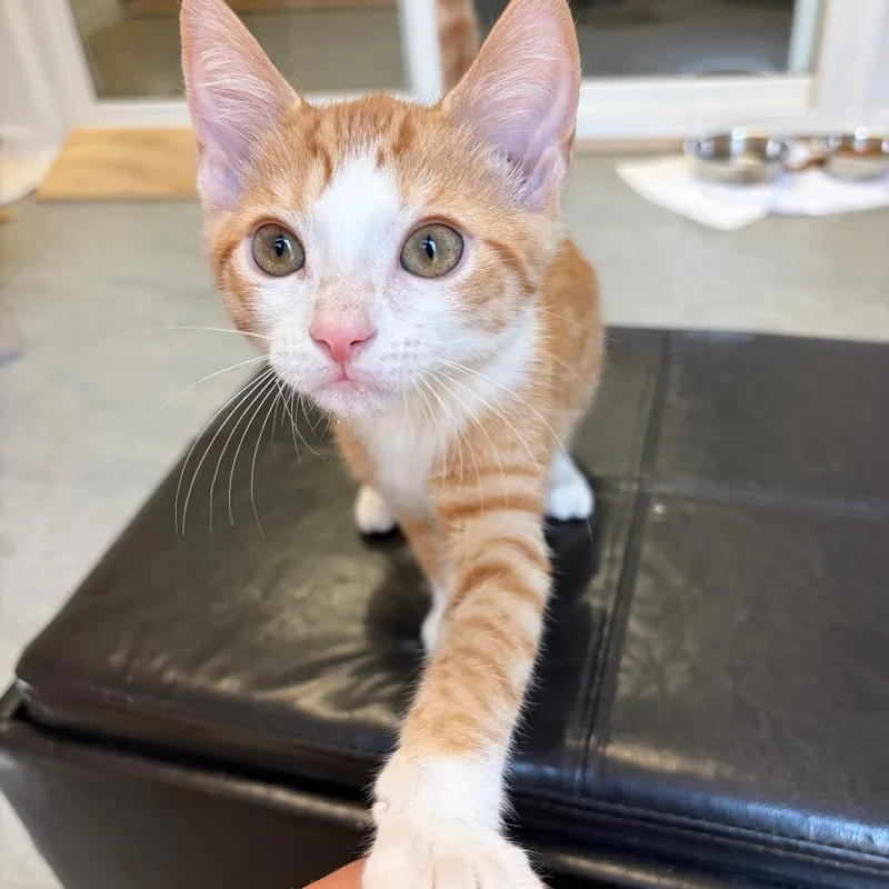 Ginger Snap thumbnail 2