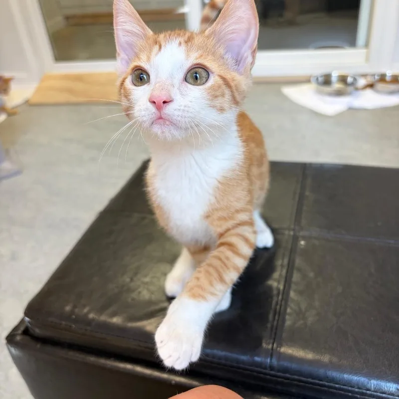 Ginger Snap thumbnail 3
