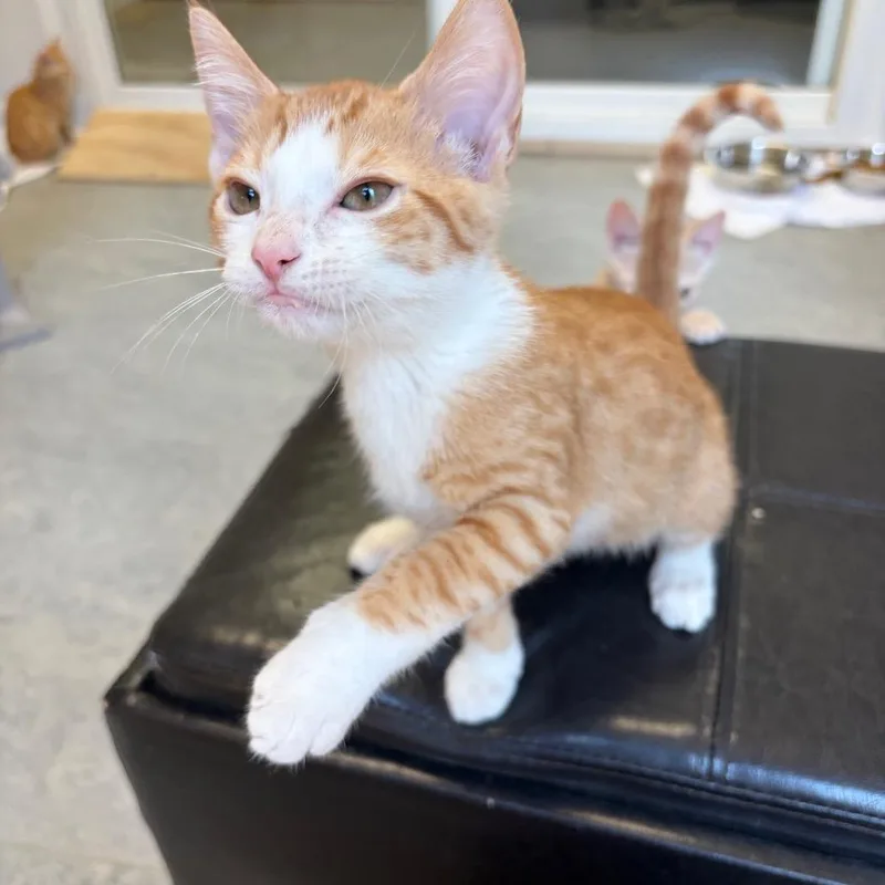 Ginger Snap thumbnail 4