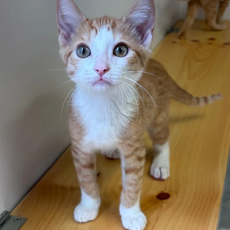 Ginger Snap thumbnail 5
