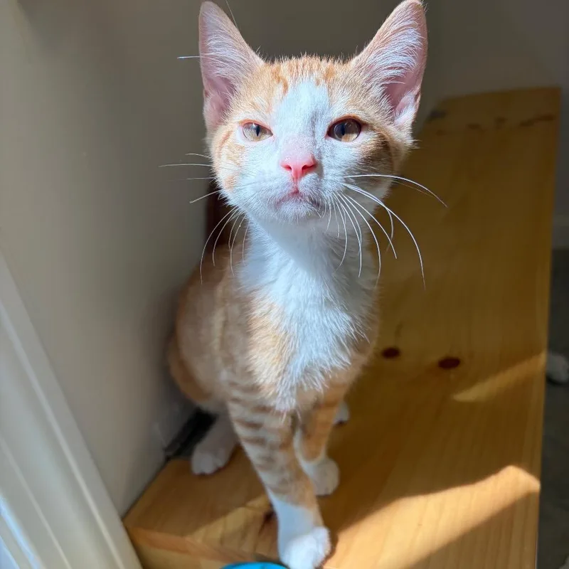 Ginger Snap thumbnail 6