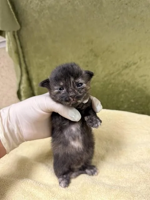 A baby small-sized female Domestic Short Hair cat named Angel for adoption in Riverside, CA