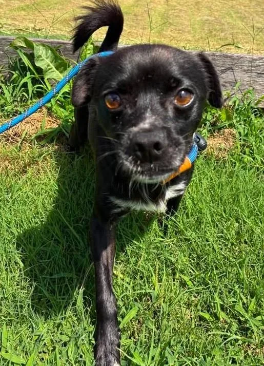 An adult small-sized male Black Chihuahua dog named Socks for adoption in Munfordville, KY