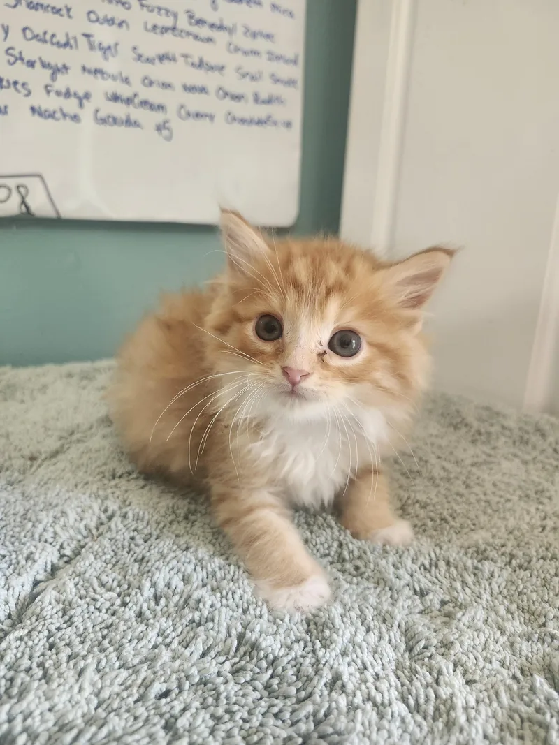 A baby medium-sized male Orange & White Domestic Long Hair cat named Queso for adoption in Cosby, TN