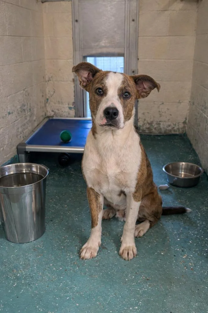 A young medium-sized male Pit Bull Terrier dog named Groot for adoption in Seven Points, TX