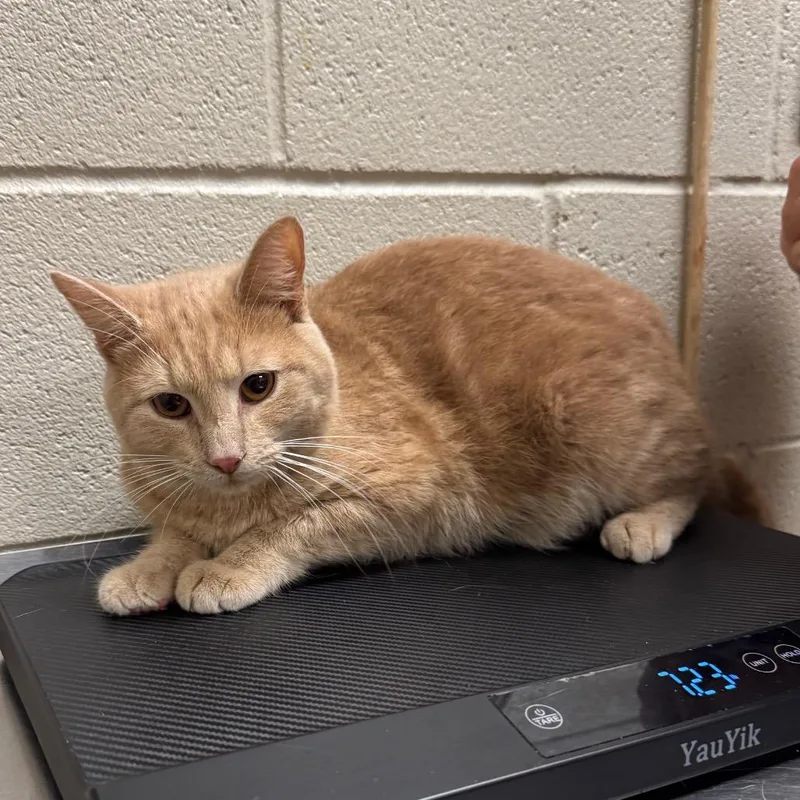 An adult medium-sized male Buff / Tan / Fawn Domestic Short Hair cat named Manuel for adoption in Bristol, IN