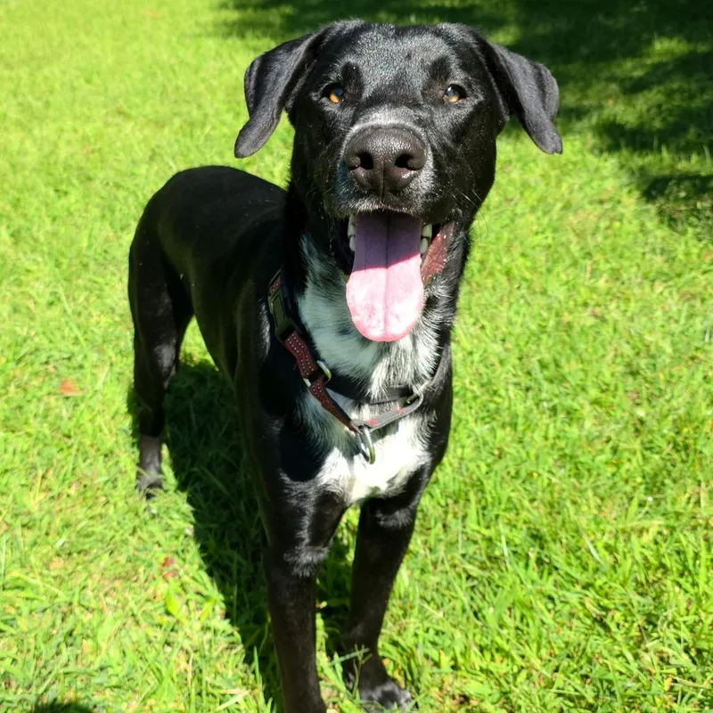 A young small-sized male Black German Shepherd Dog dog named Bandit for adoption in Michigan City, IN