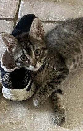Winston C Ingram