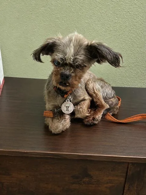 A senior small-sized female Shih Tzu dog named Dumpling for adoption in Rancho Palos Verdes, CA