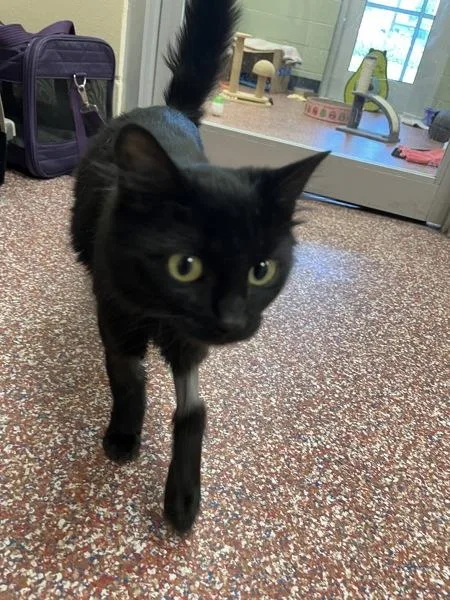An adult small-sized female Domestic Medium Hair cat named Poppy for adoption in Stratham, NH