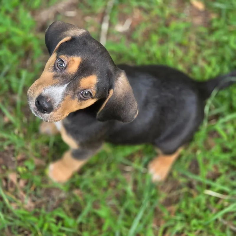 A baby medium-sized male Black Mixed Breed dog named Inkwell Wigglebottom for adoption in Fredericksburg, VA