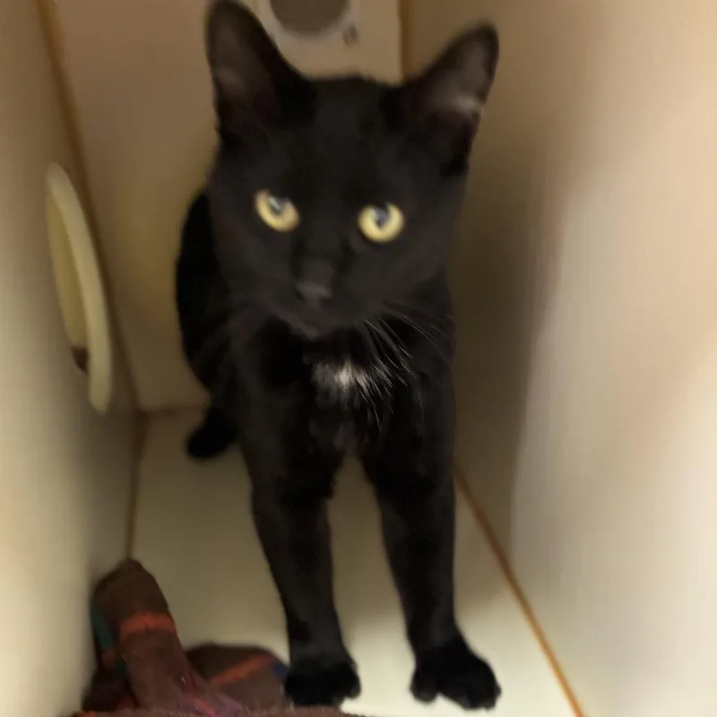 An adult medium-sized male Black American Shorthair cat named Michael for adoption in South Elgin, IL