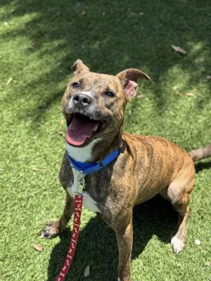 An adult medium-sized male Dutch Shepherd dog named Bando for adoption in North Miami Beach, FL