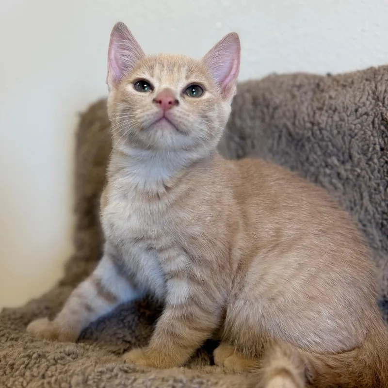A baby small-sized female Domestic Short Hair cat named Morticia for adoption in Cody, WY