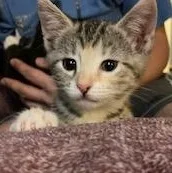 A baby medium-sized female Calico Domestic Short Hair cat named Maple for adoption in Lake Orion, MI