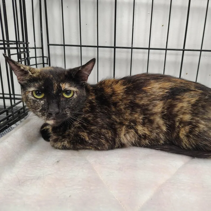 A young small-sized female Tortoiseshell Domestic Short Hair cat named Speckles for adoption in Coos Bay, OR