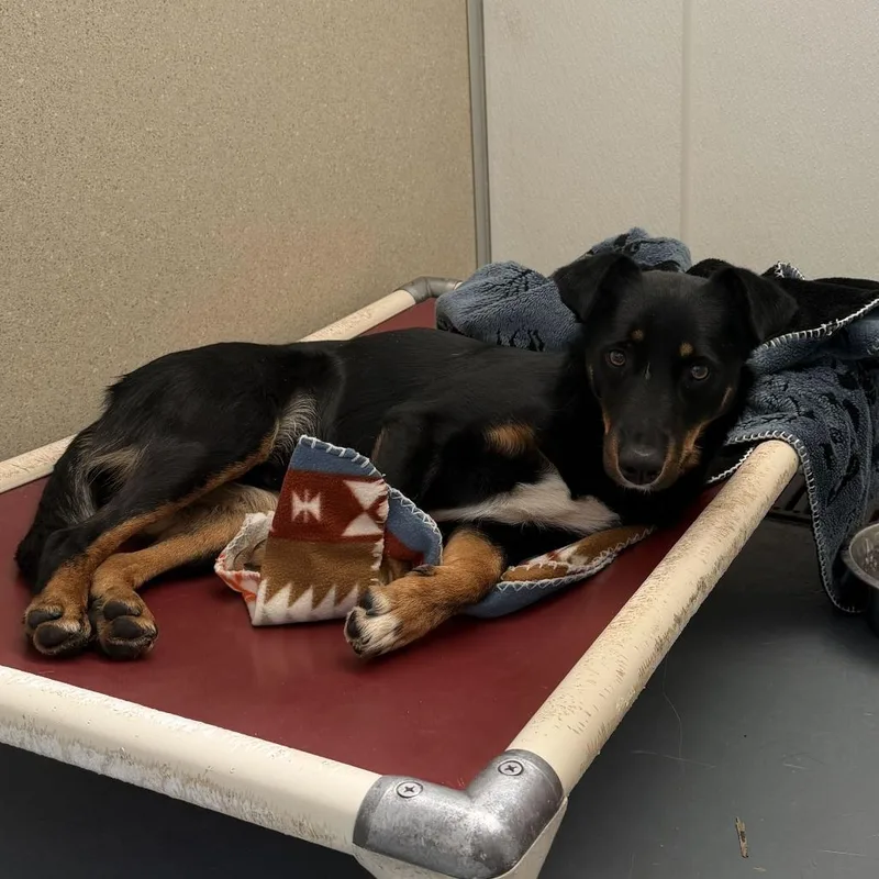 A young medium-sized male Cattle Dog dog named Tyco for adoption in Rifle, CO