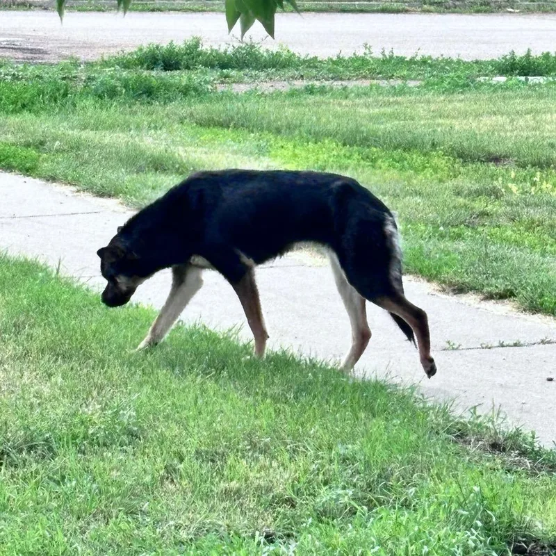A young medium-sized female Black Mixed Breed dog named Quill for adoption in Bismarck, ND