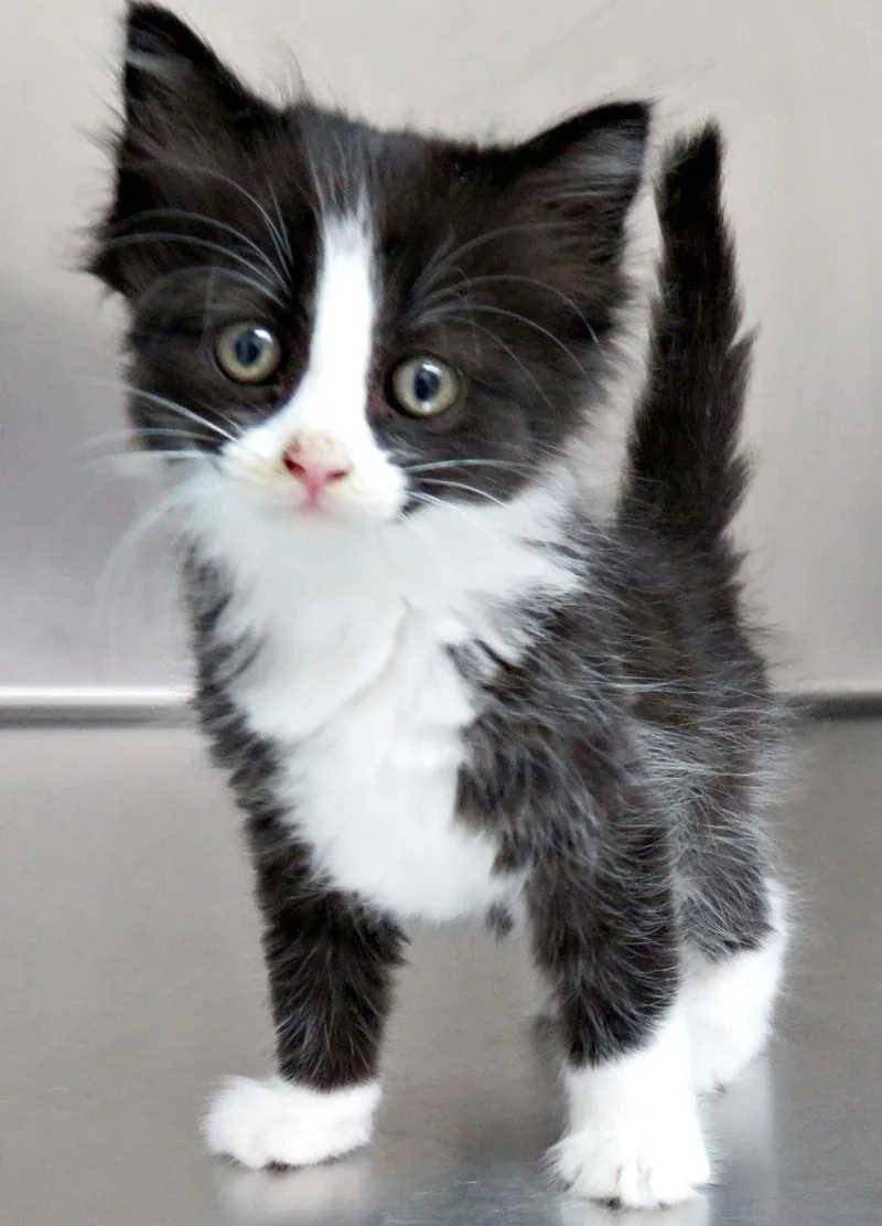 A baby medium-sized female Black & White / Tuxedo Domestic Short Hair cat named Gevalia for adoption in Lexington, VA