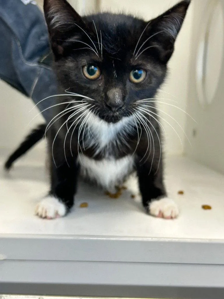 A baby medium-sized female Black & White / Tuxedo Domestic Short Hair cat named Salem for adoption in Tarboro, NC