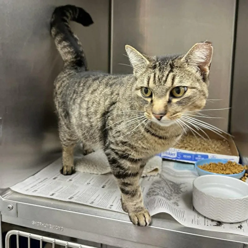 An adult medium-sized male Domestic Short Hair cat named Army Ranger for adoption in Candler, NC