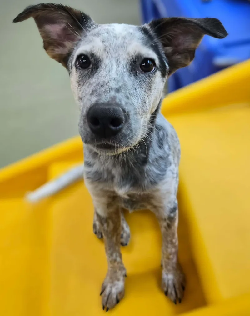 Pepper