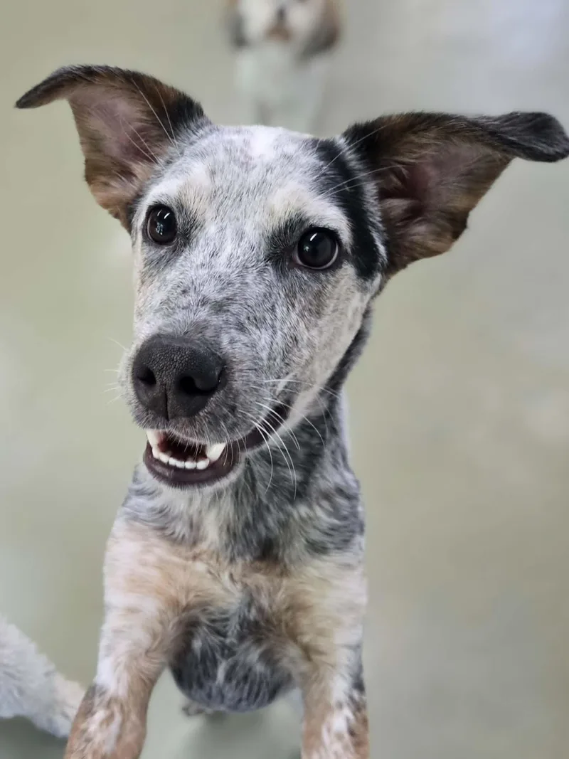 Pepper thumbnail 3