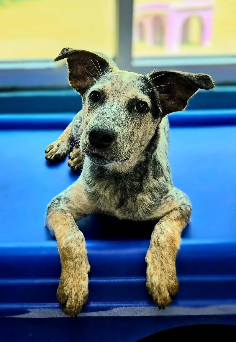 Pepper thumbnail 4