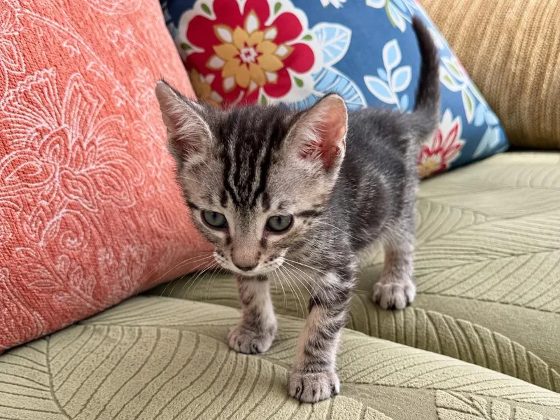 A baby small-sized male Domestic Short Hair cat named Giuseppe for adoption in Sebastian, FL