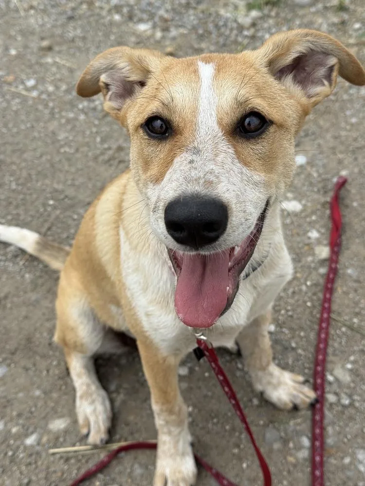 A baby medium-sized female Retriever dog named Sierra  Sweet Loving for adoption in Green Ridge, MO