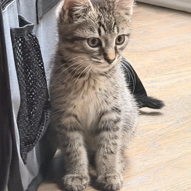 A baby medium-sized male Tabby (Tiger Striped) Tabby cat named Marty for adoption in Denver, NC