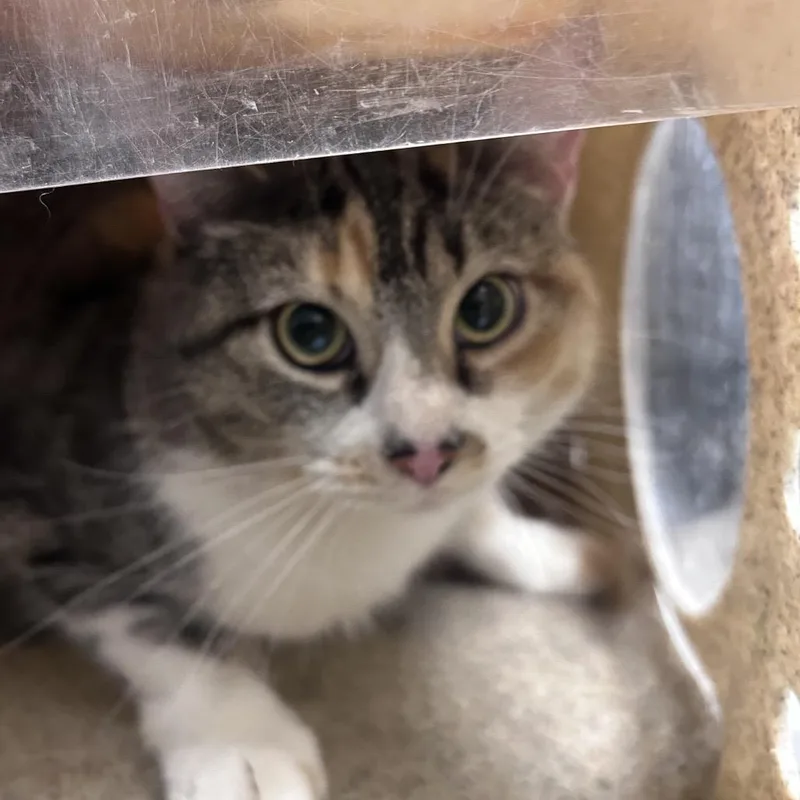 An adult medium-sized female Black Domestic Short Hair cat named Endo for adoption in Philadelphia, PA