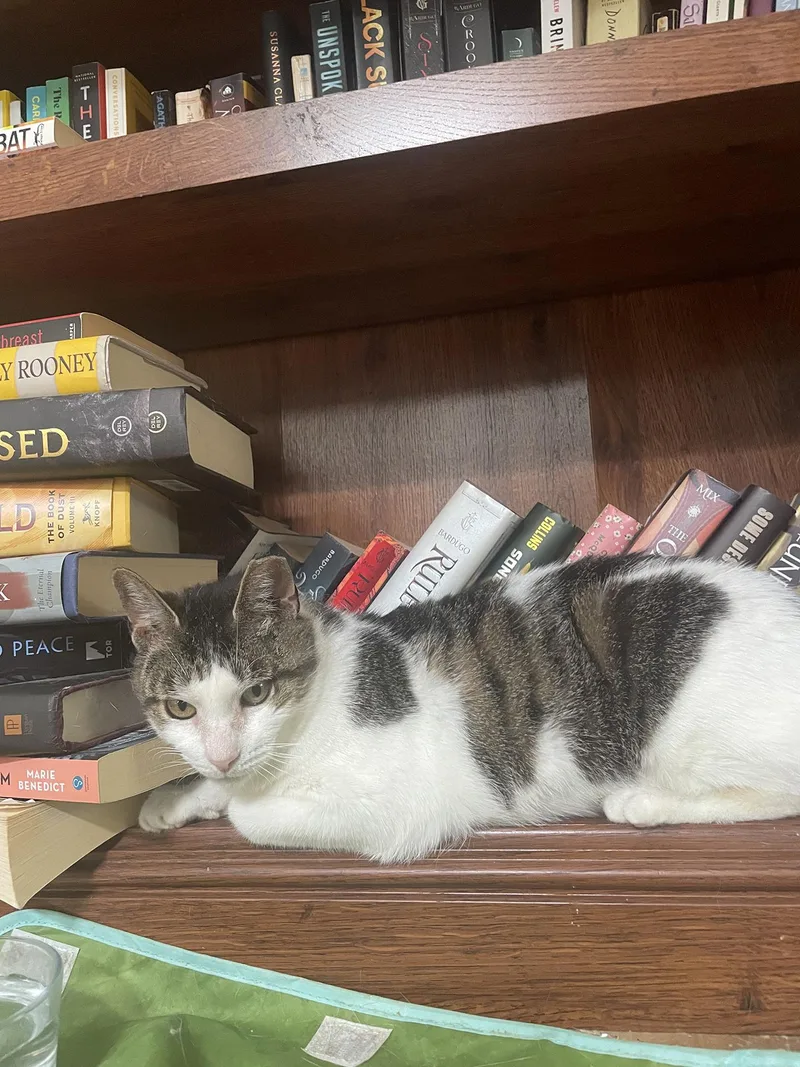 An adult medium-sized female Tabby (Gray / Blue / Silver) Domestic Short Hair cat named Gigi Green for adoption in Philadelphia, PA