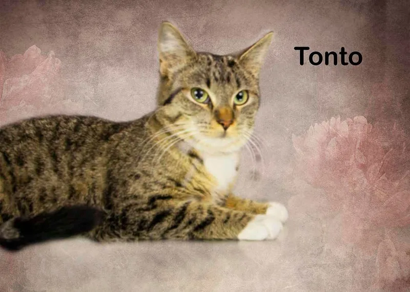 A young medium-sized male Tabby (Brown / Chocolate) Tabby cat named Tonto for adoption in York, NE