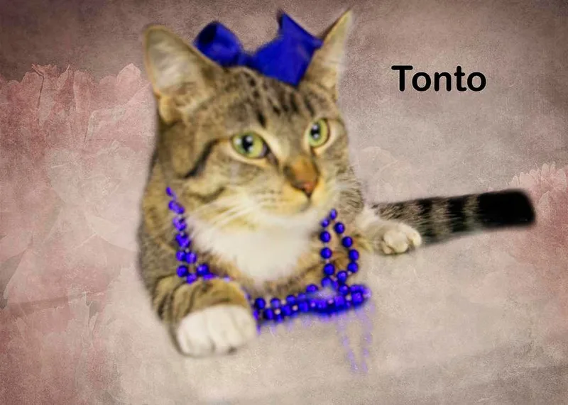 Tonto thumbnail 2