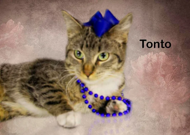 Tonto thumbnail 3