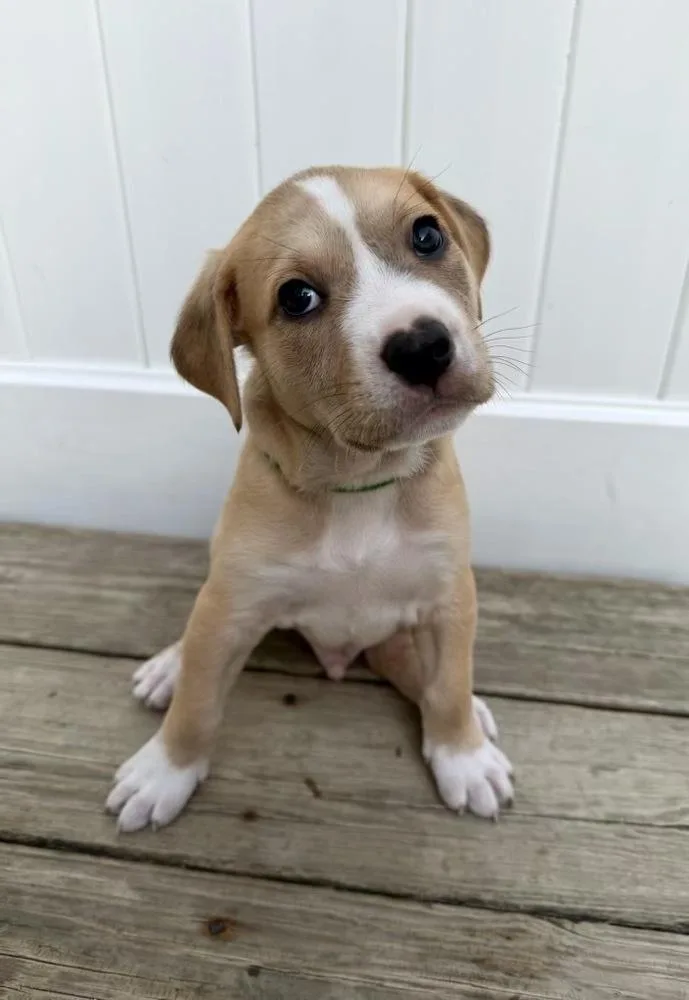 A baby large-sized male White / Cream Labrador Retriever dog named Ziti for adoption in Greenlawn, NY