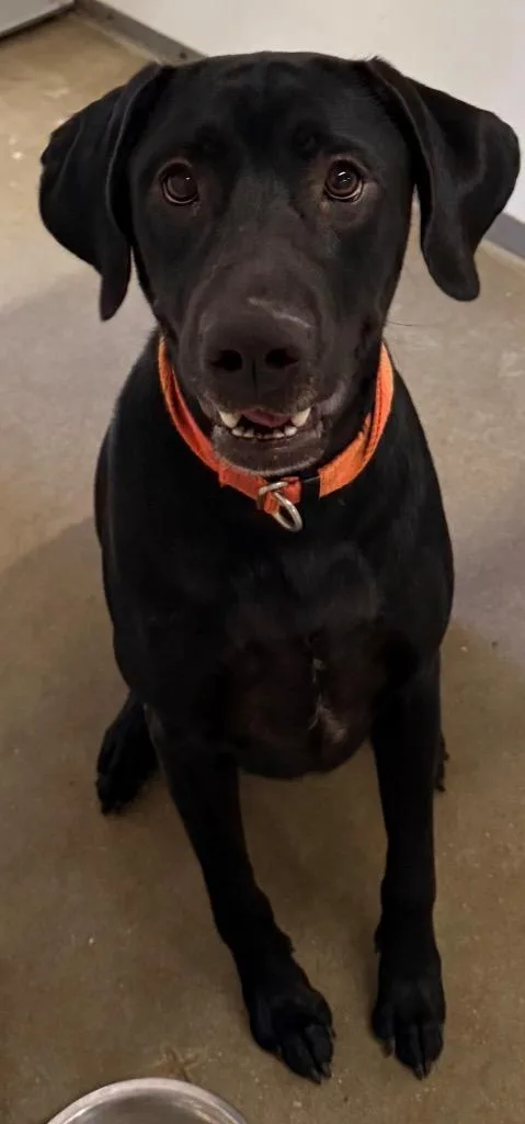 Cornelius