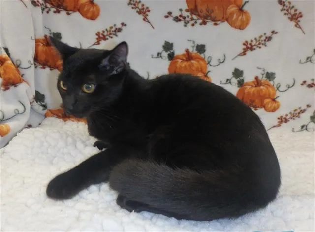 An adult small-sized male Domestic Short Hair cat named Absol for adoption in Chatsworth, CA