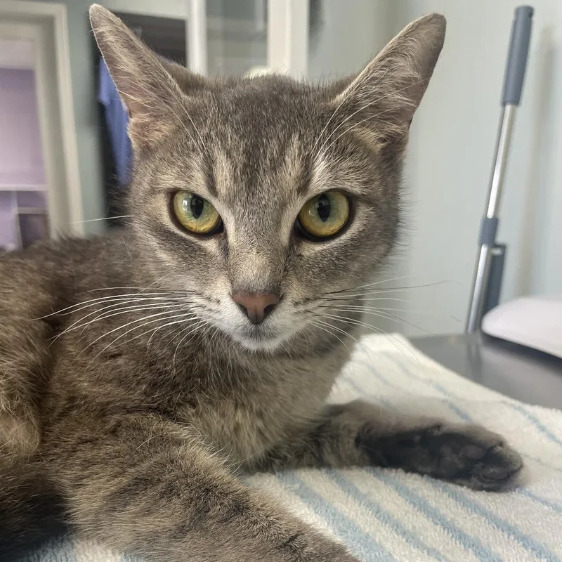 A young small-sized female Domestic Short Hair cat named Harmony for adoption in Cumming, GA