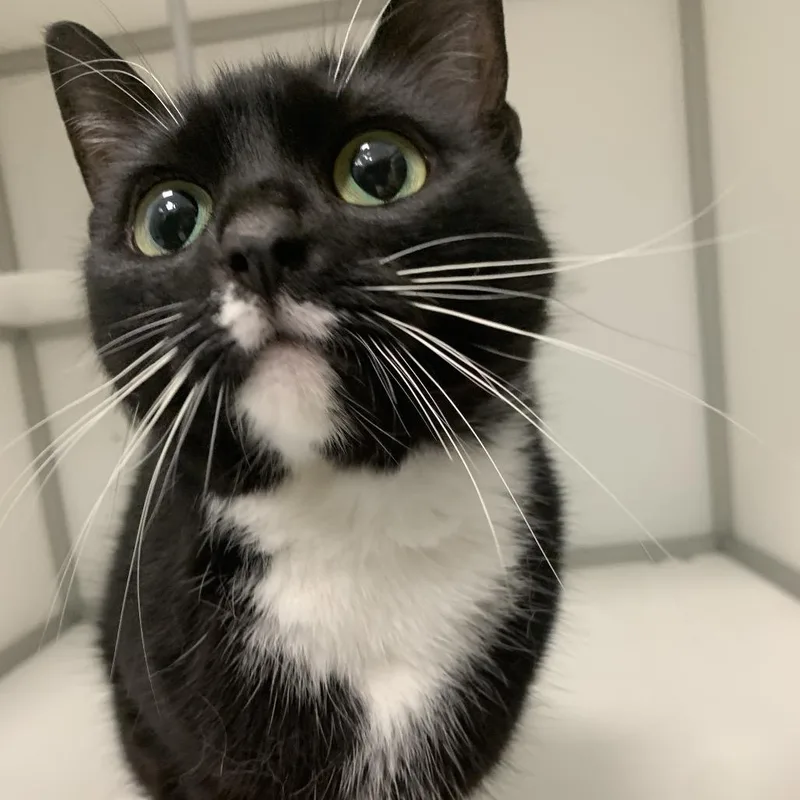An adult medium-sized female Black Domestic Short Hair cat named Angel for adoption in Boston, MA